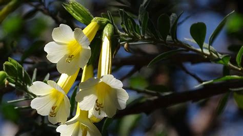 cantutan|Cantua buxifolia .